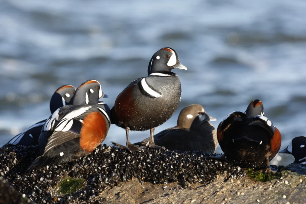 Harlequin Ducks. Photo by Erni, Shutterstock.