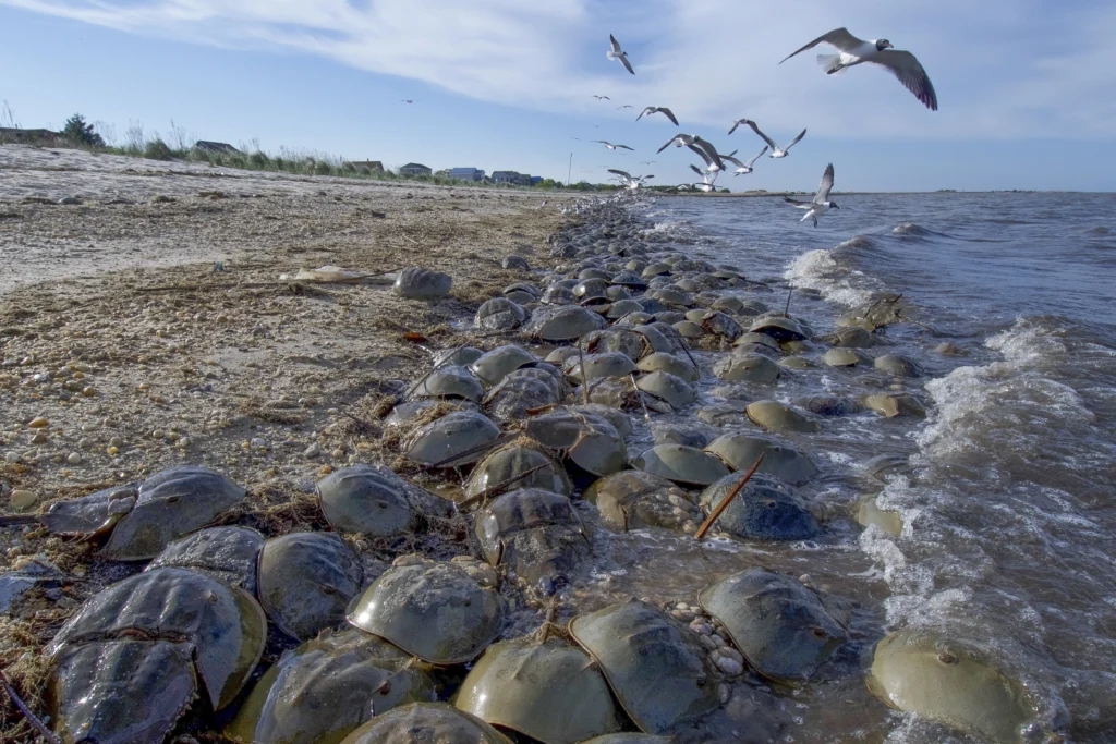 Dozens of horseshoe crabs on the shoreline of the Delaware Bay with Laughing Gulls flying overhead. Horseshoe crab eggs are vital for the Red Knot during migration. Photo by Walker Golder.