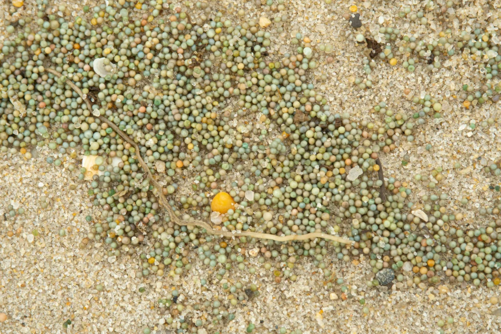 Hundreds of tiny horseshoe crab eggs on the sand on a New Jersey beach. The eggs fuel the migration of birds like the Red Knot. Photo by Walker Golder.