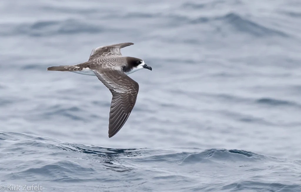 Galápagos Petrel. Photo by Kirk Zufelt.