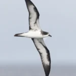 Galápagos Petrel. Photo by Kirk Zufelt.