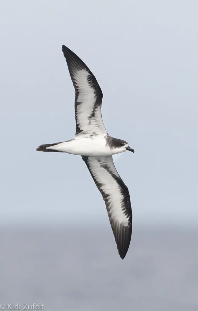 Galápagos Petrel. Photo by Kirk Zufelt.