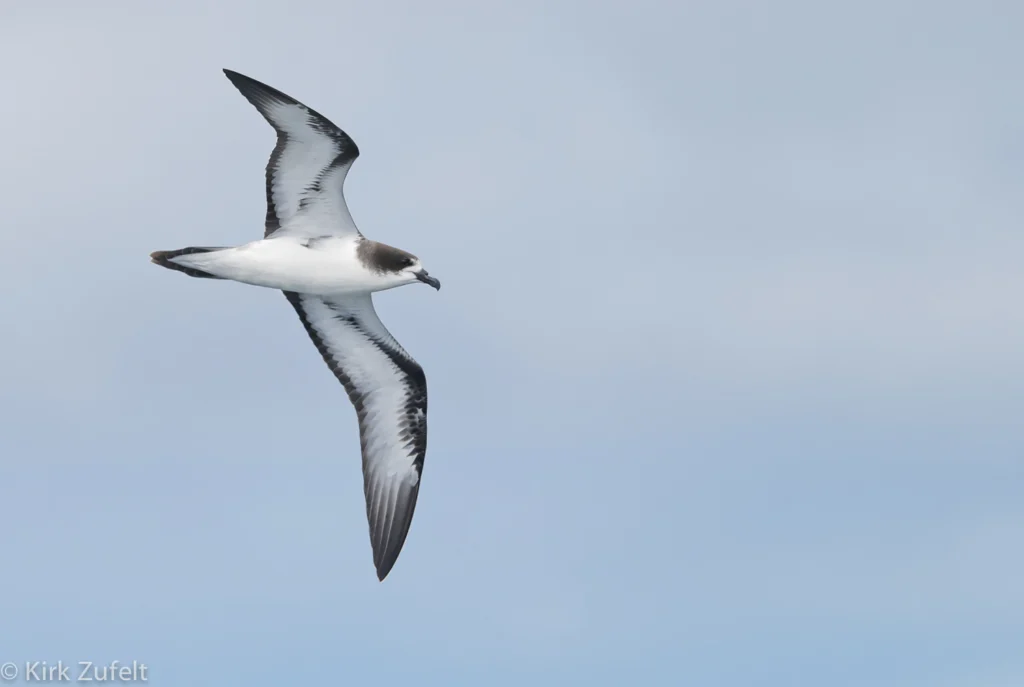 Galápagos Petrel. Photo by Kirk Zufelt.
