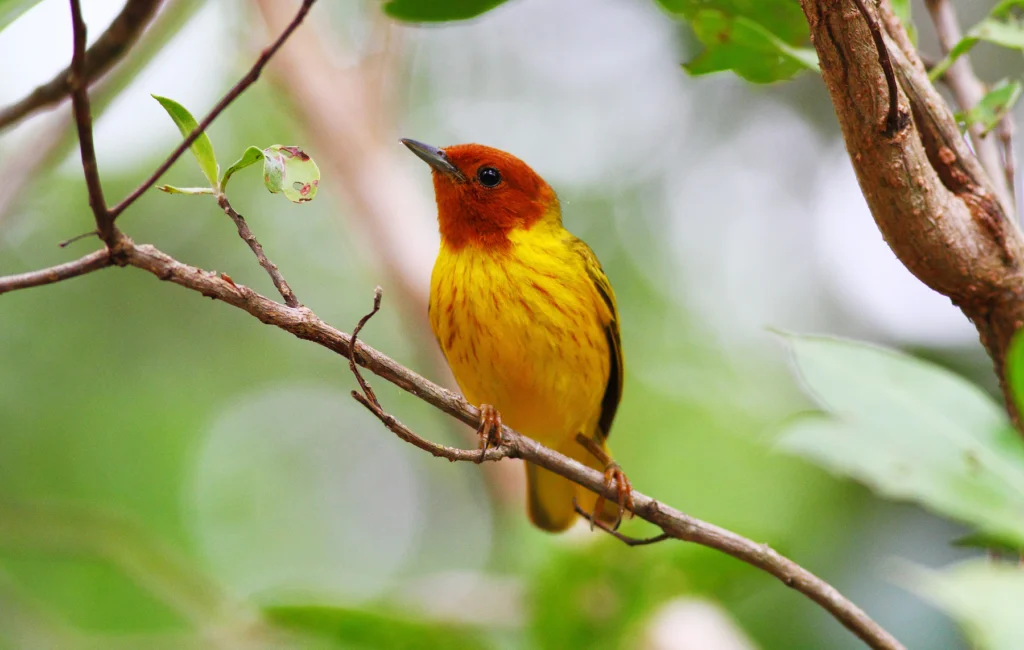 Mangrove Yellow Warbler. Photo by Greg Homel, Natural Elements Productions.