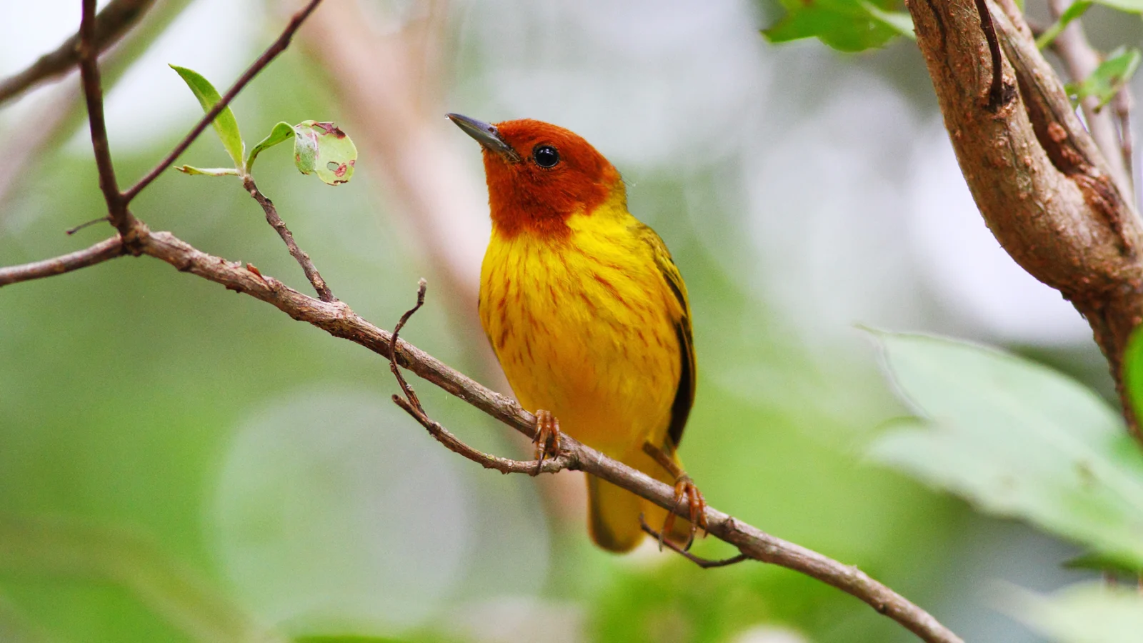 Mangrove Yellow Warbler. Photo by Greg Homel, Natural Elements Productions.