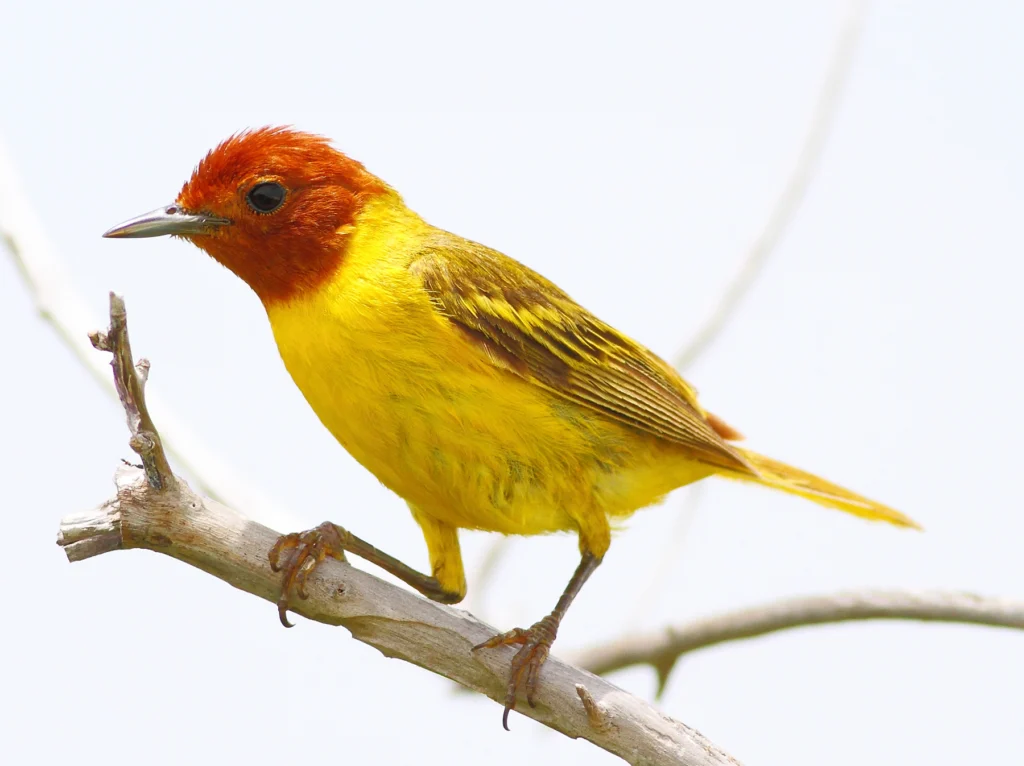 Mangrove Yellow Warbler. Photo by Greg Homel, Natural Elements Productions.