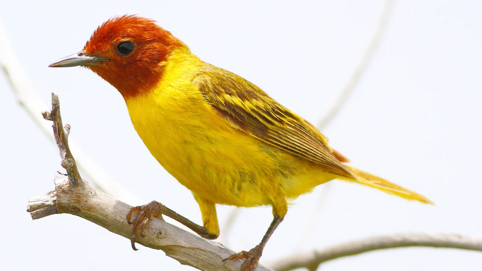 Mangrove Yellow Warbler. Photo by Greg Homel, Natural Elements Productions.
