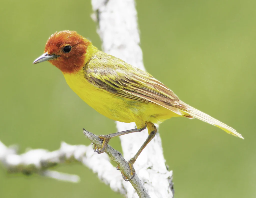 Mangrove Yellow Warbler. Photo by Greg Homel, Natural Elements Productions.