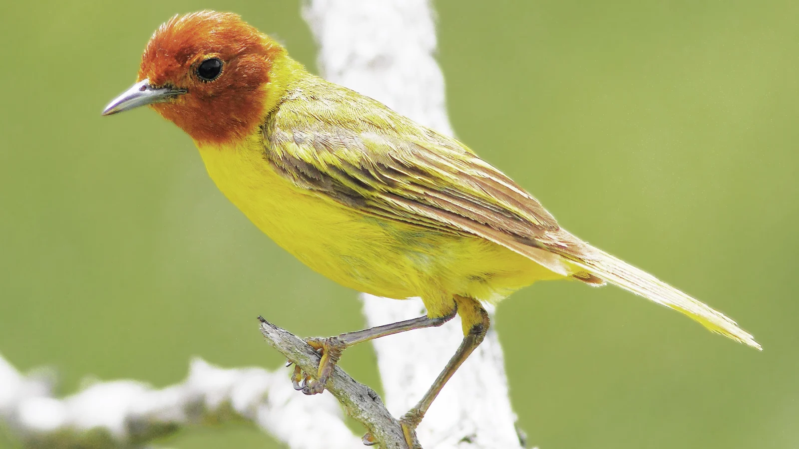 Mangrove Yellow Warbler. Photo by Greg Homel, Natural Elements Productions.
