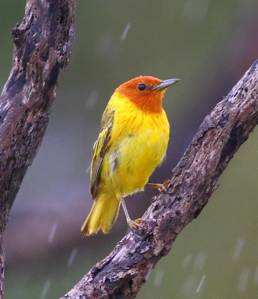 Mangrove Yellow Warbler. Photo by Greg Homel, Natural Elements Productions.
