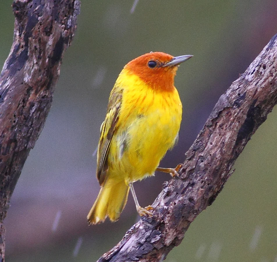 Mangrove Yellow Warbler. Photo by Greg Homel, Natural Elements Productions.