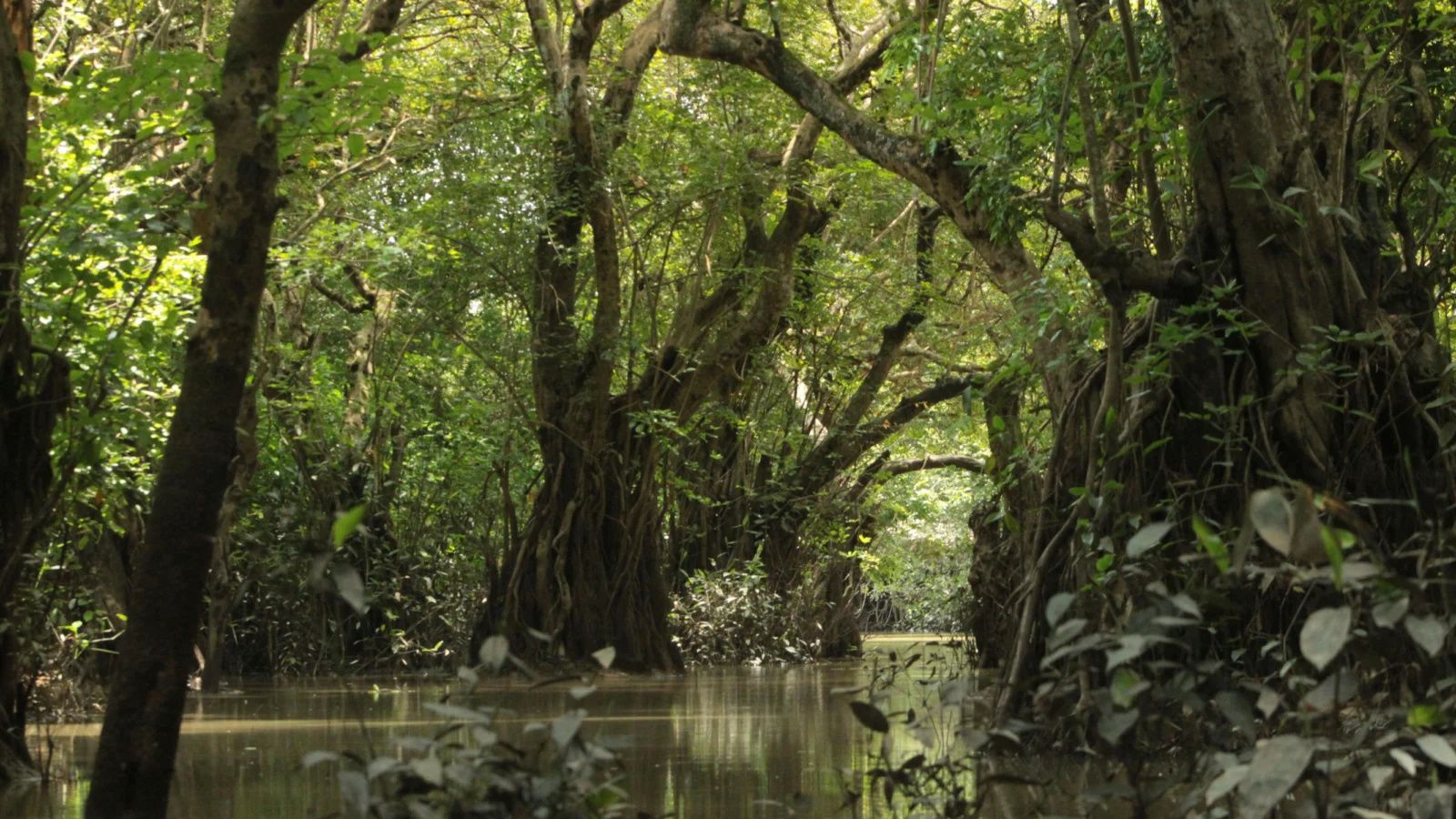 Mangrove Forest. Photo by Jahra Tasfia Reza, Pexels.