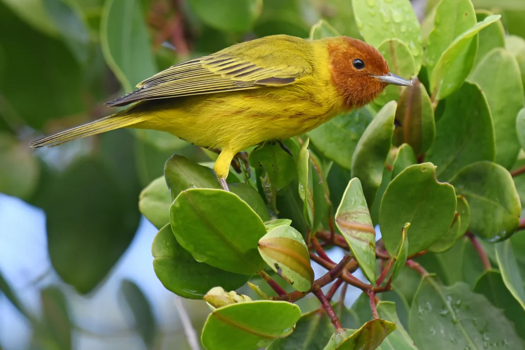 Mangrove Yellow Warbler. Photo by Belize Lev Frid, Shutterstock.