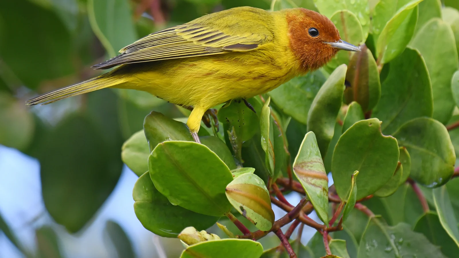Mangrove Yellow Warbler. Photo by Belize Lev Frid, Shutterstock.