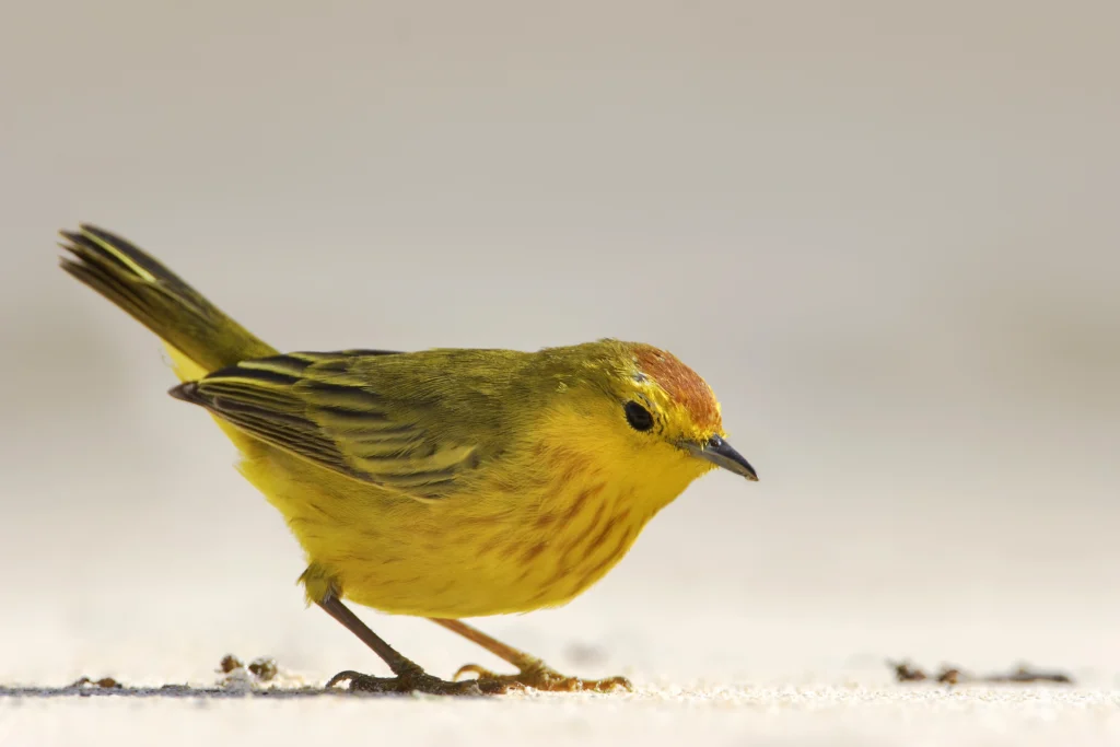 Mangrove Yellow Warbler. Photo by Wilfred Marissen, Shutterstock.