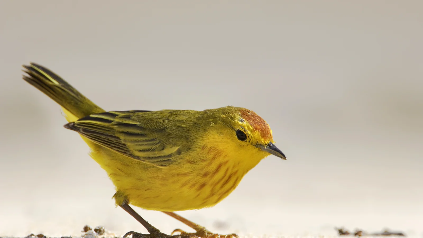 Mangrove Yellow Warbler. Photo by Wilfred Marissen, Shutterstock.