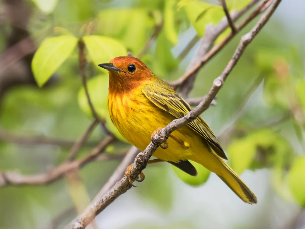 Mangrove Yellow Warbler. Photo by Agami Photo Agency, Shutterstock.