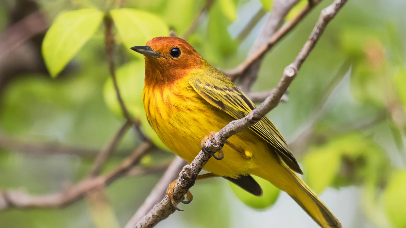 Mangrove Yellow Warbler. Photo by Agami Photo Agency, Shutterstock.
