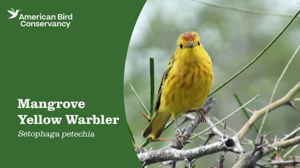 Mangrove Yellow Warbler YT Thumb