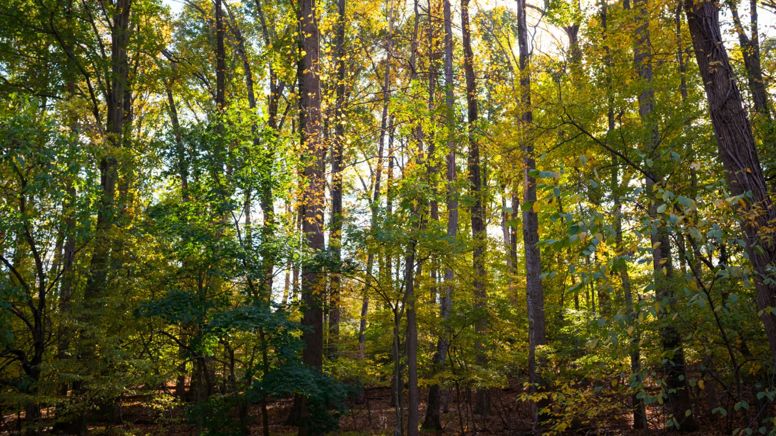 Mature Forest in Maryland. Photo by para827, Getty Images.