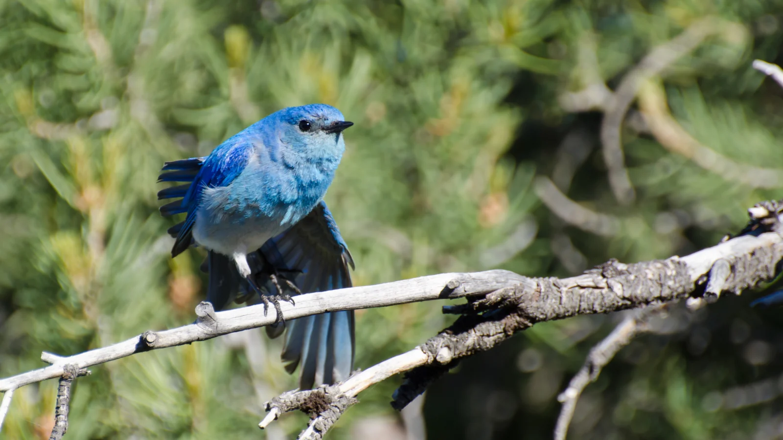 Mountain Bluebird. Photo by rck_953, Shutterstock.