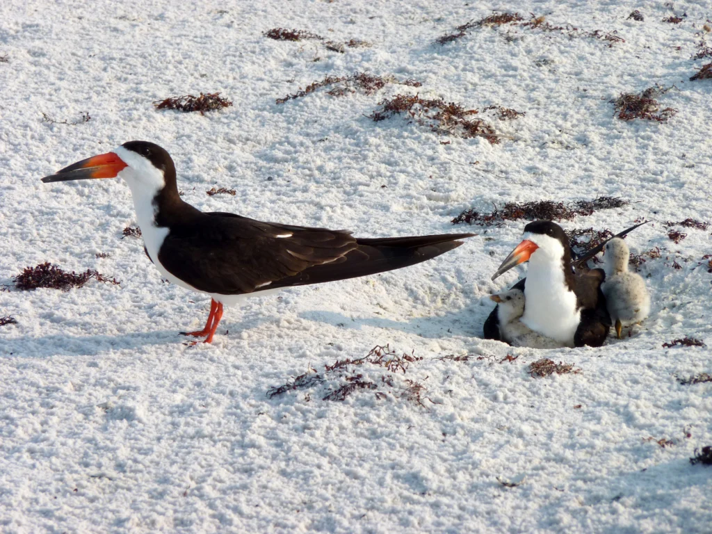 Black Skimmers. Photo by DJ Zemenick.
