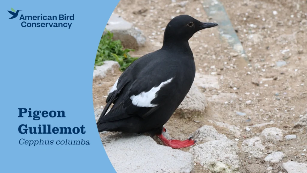 Pigeon Guillemot YT Thumb