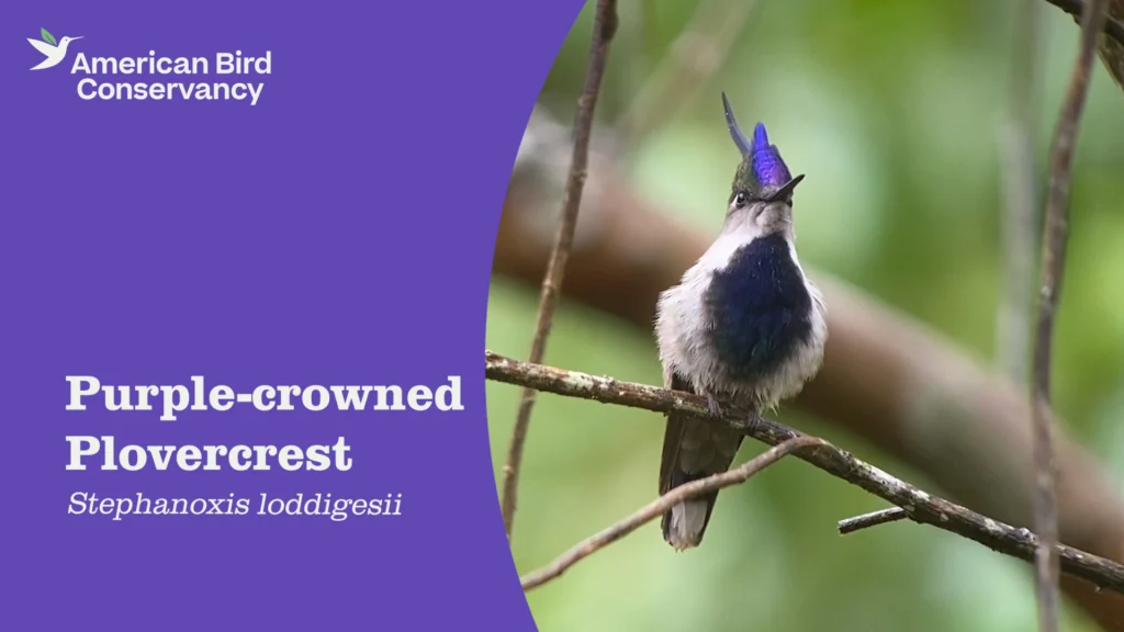 Purple-crowned Plovercrest YouTube tumbnail