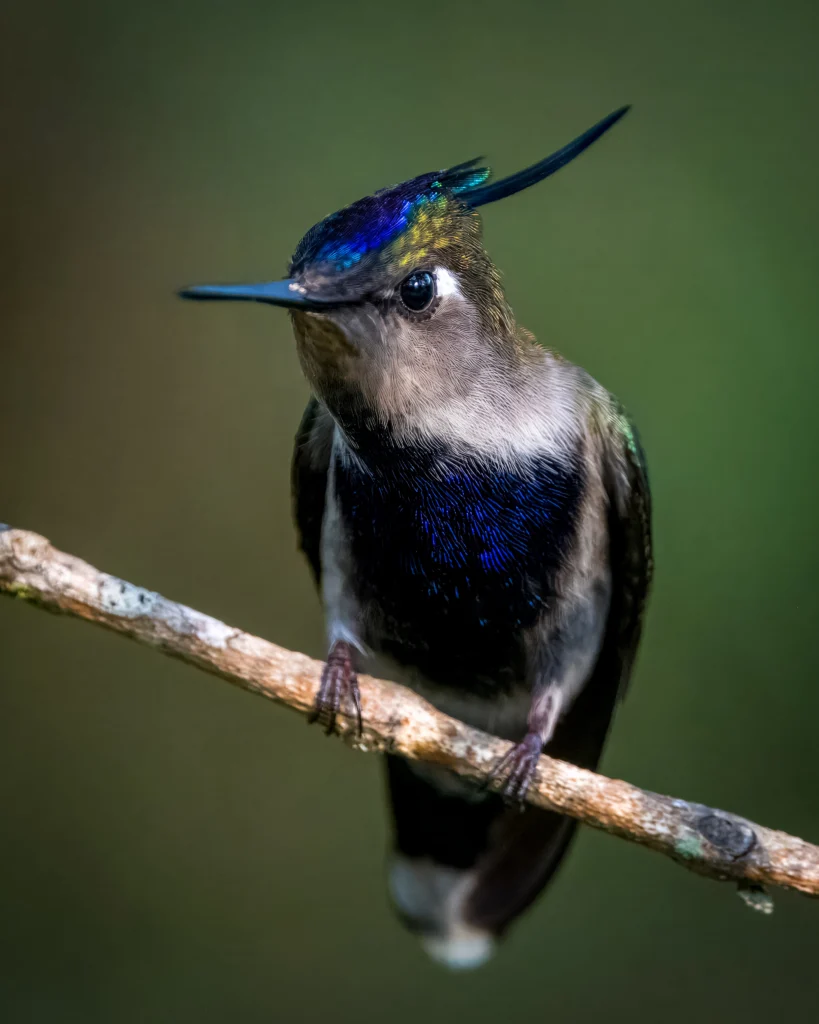Purple-crowned Plovercrest. Photo by Alessandro Lupatini, Cornell Lab of Ornithology | Macaulay Library.