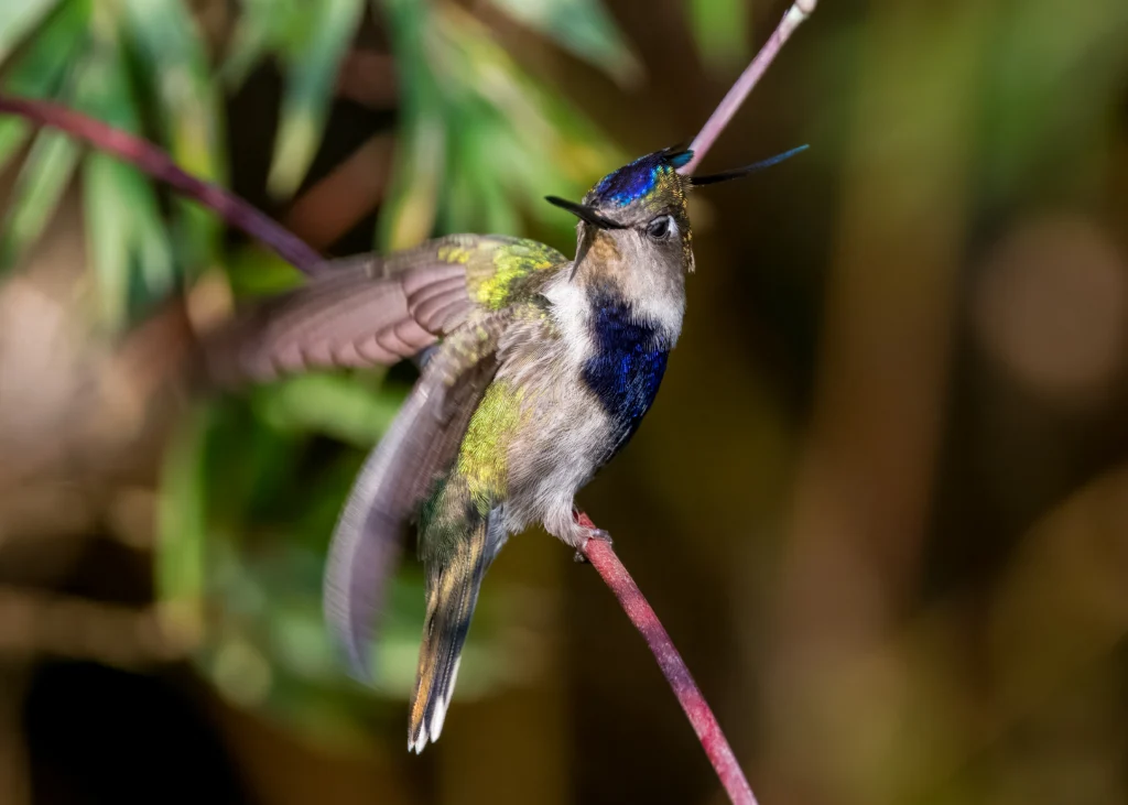 Purple-crowned Plovercrest. Photo by Alessandro Lupatini, Cornell Lab of Ornithology | Macaulay Library.