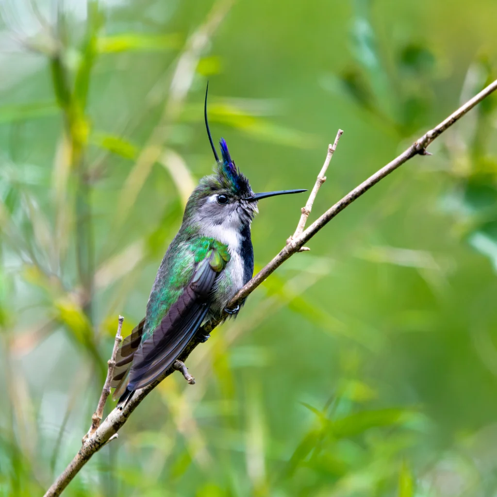 Purple-crowned Plovercrest. Photo by Fabyano Costa, Cornell Lab of Ornithology | Macaulay Library.