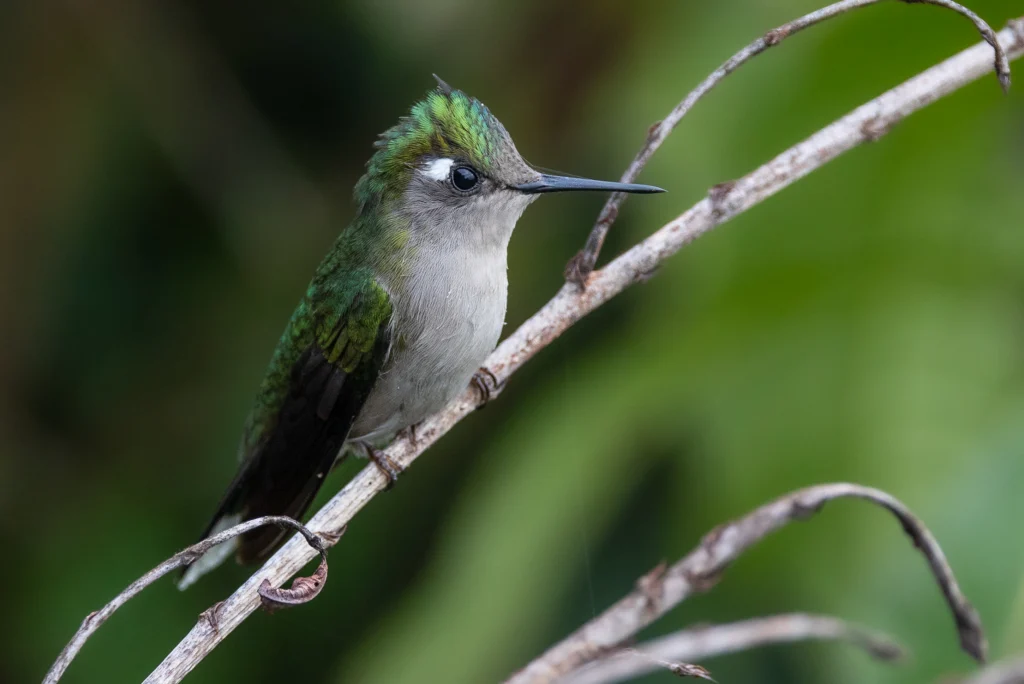 Purple-crowned Plovercrest. Photo by Fernando Farias | Brazil Birding Experts, Cornell Lab of Ornithology | Macaulay Library.