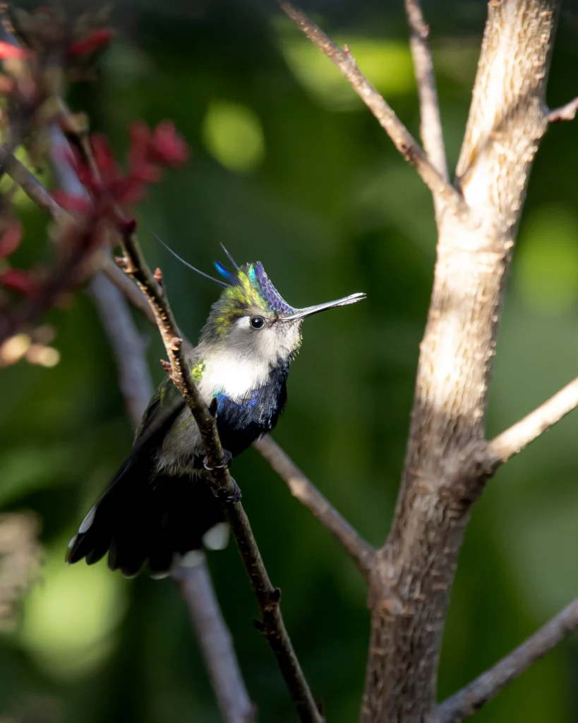 Purple-crowned Plovercrest. Photo by Leandro Paiva, Cornell Lab of Ornithology | Macaulay Library.