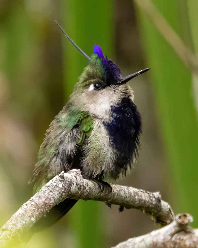 Purple-crowned Plovercrest. Photo by Luke Nash, Cornell Lab of Ornithology | Macaulay Library.