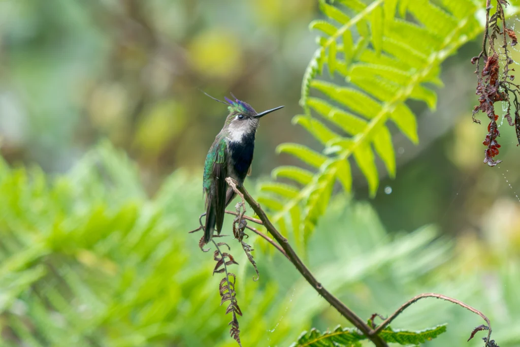 Purple-crowned Plovercrest. Photo by Marcelo Telles, Cornell Lab of Ornithology |Macaulay Library.