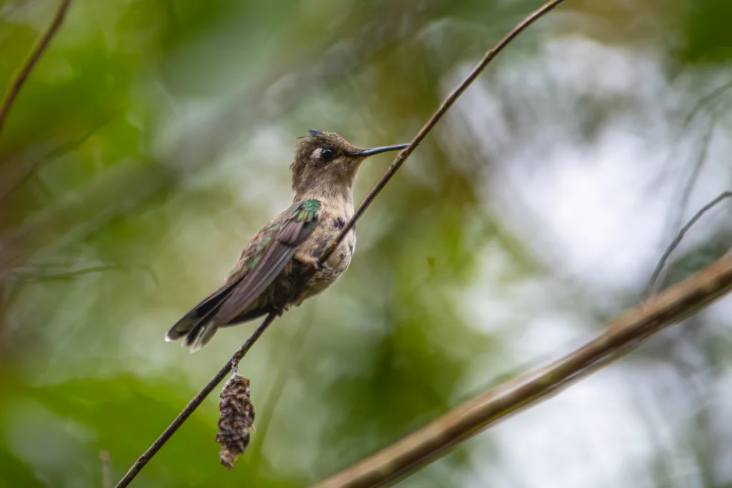 Purple-crowned Plovercrest. Photo by Mauricio Silvera, Cornell Lab of Ornithology | Macaulay Library.