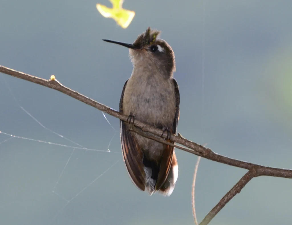 Purple-crowned Plovercrest. Photo by Rafael Ritter, Cornell Lab of Ornithology | Macaulay Library.