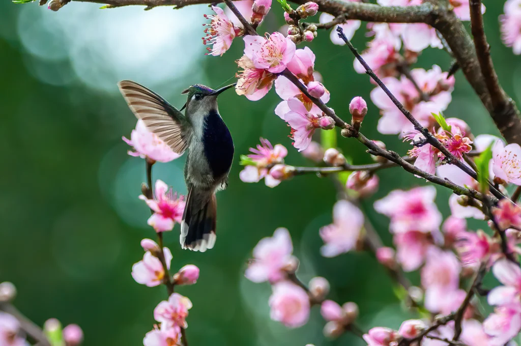 Purple-crowned Plovercrest. Photo by Raphael Kurz - Aves do Sul, Cornell Lab of Ornithology | Macaulay Library.