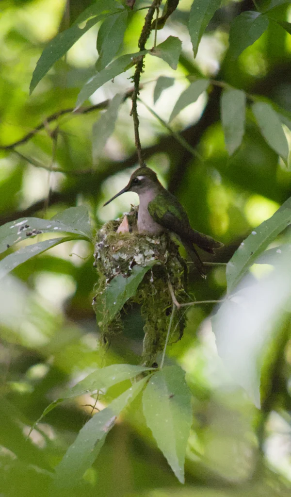Purple-crowned Plovercrest. Photo by Rodrigo Santos, Cornell Lab of Ornithology | Macaulay Library.
