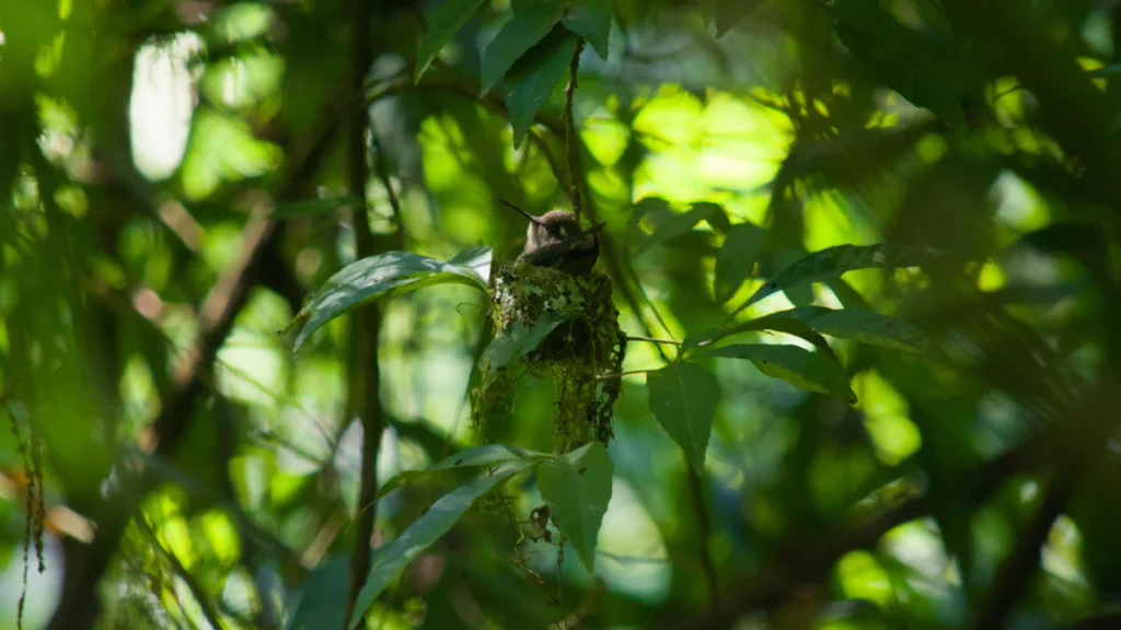 Purple-crowned Plovercrest. Photo by Rodrigo Santos, Cornell Lab of Ornithology | Macaulay Library.