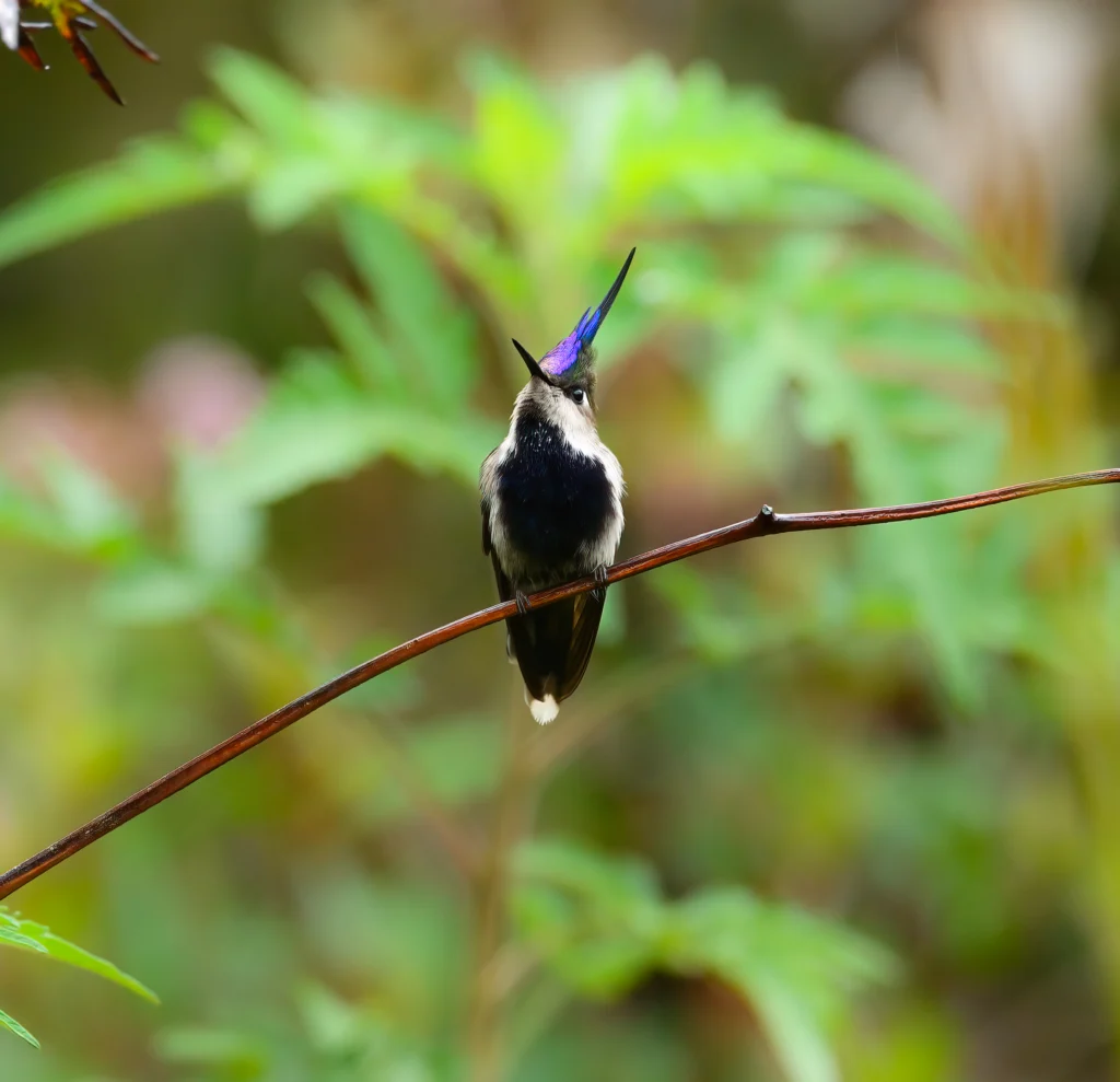 Purple-crowned Plovercrest. Photo by Carole Turek.