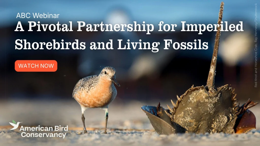 Red Knot Webinar