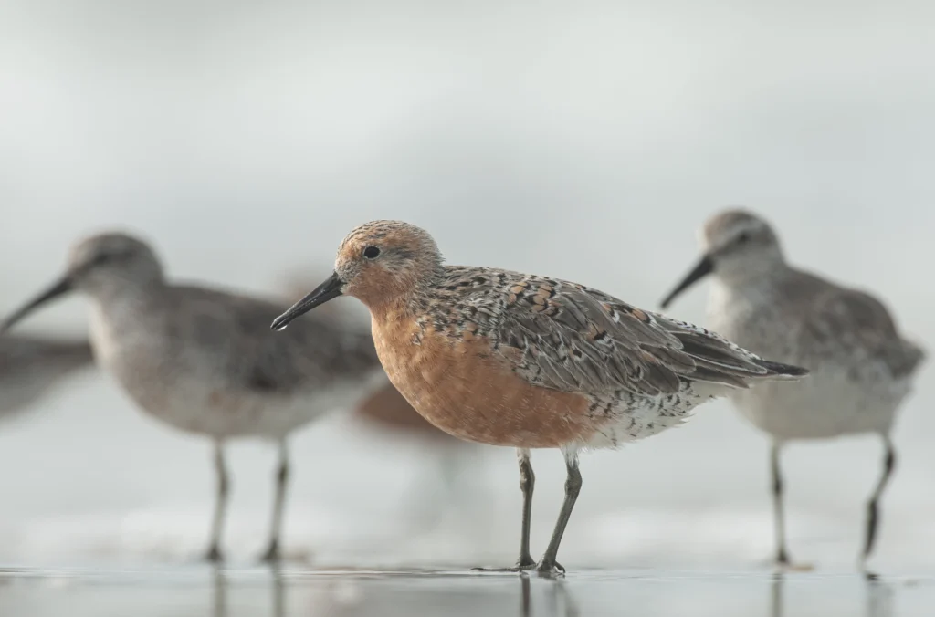 Red Knots forage in shallow waters on a beach. Their migration in the spring is timed to the spawning of horseshoe crab eggs — an important food source. Photo by Walker Golder.