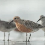 Red Knots forage in shallow waters on a beach. Their migration in the spring is timed to the spawning of horseshoe crab eggs — an important food source. Photo by Walker Golder.