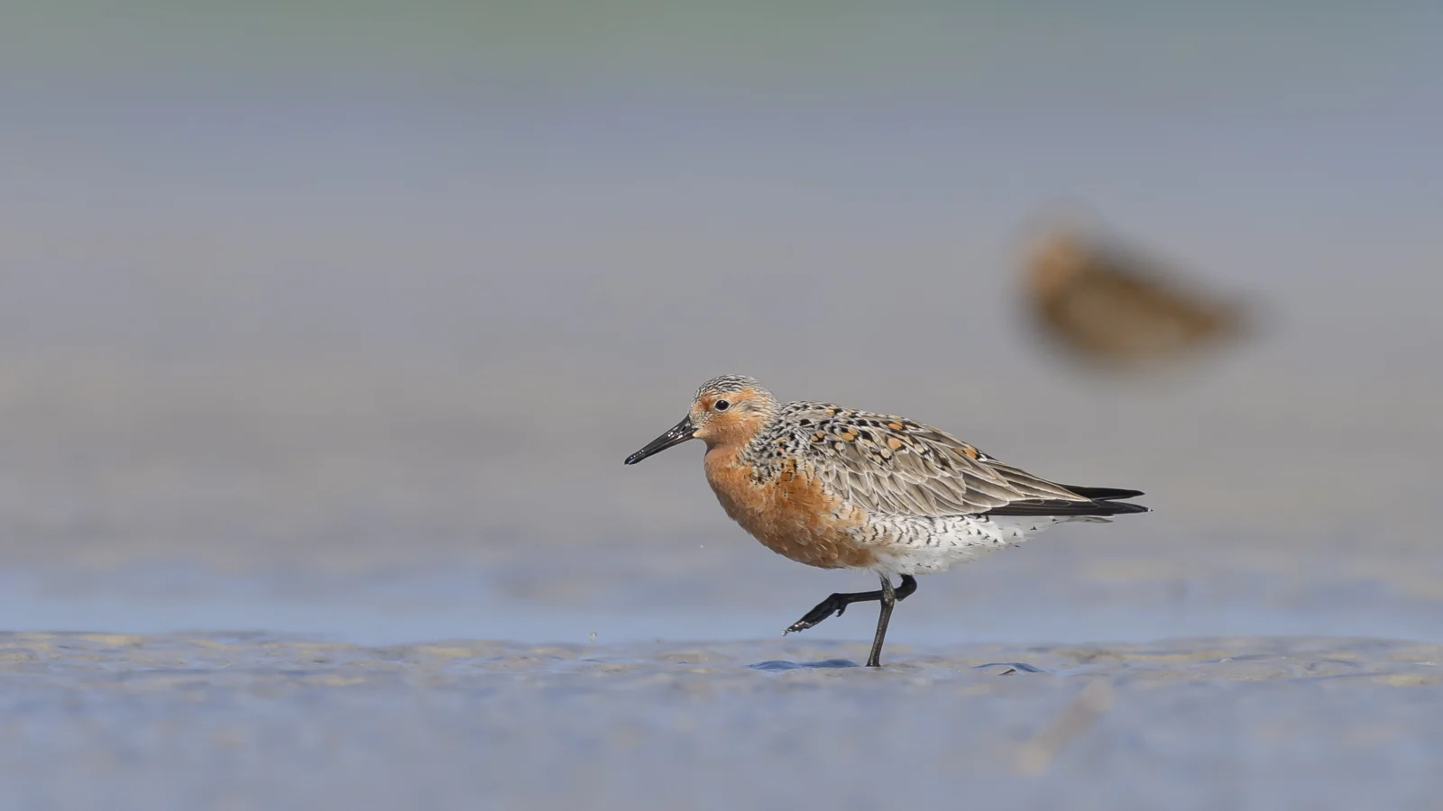 A Red Knot walks along the Delaware Bay. Policy wins are helping the imperiled shorebirds and the horseshoe crabs they rely on. Photo by Walker Golder.