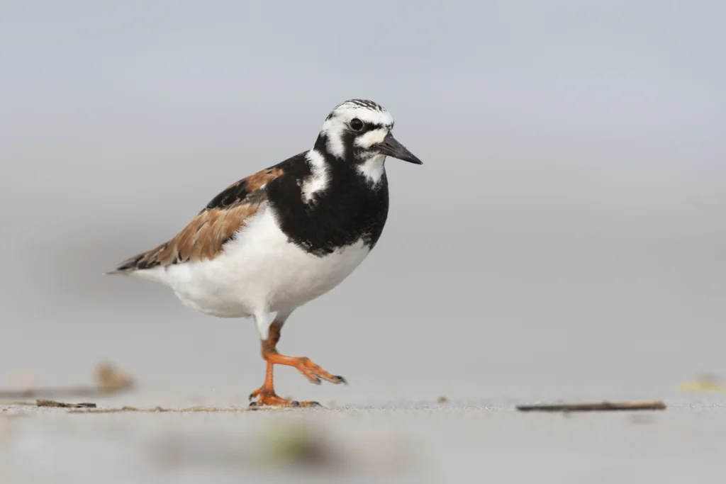 A Ruddy Turnstone foraging on the Delaware Bay. The turnstone is among several shorebird species that feed on horseshoe crab eggs. Photo by Walker Golder.