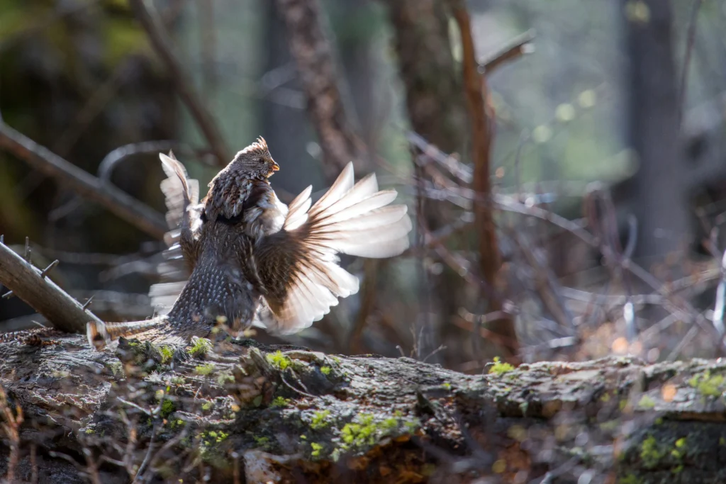 Ruffed Grouse. Photo by Neal Herbert.