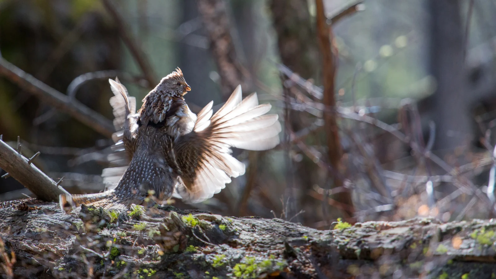 Ruffed Grouse. Photo by Neal Herbert.