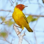 Mangrove Yellow Warbler. Photo by Greg Homel, Natural Elements Productions.