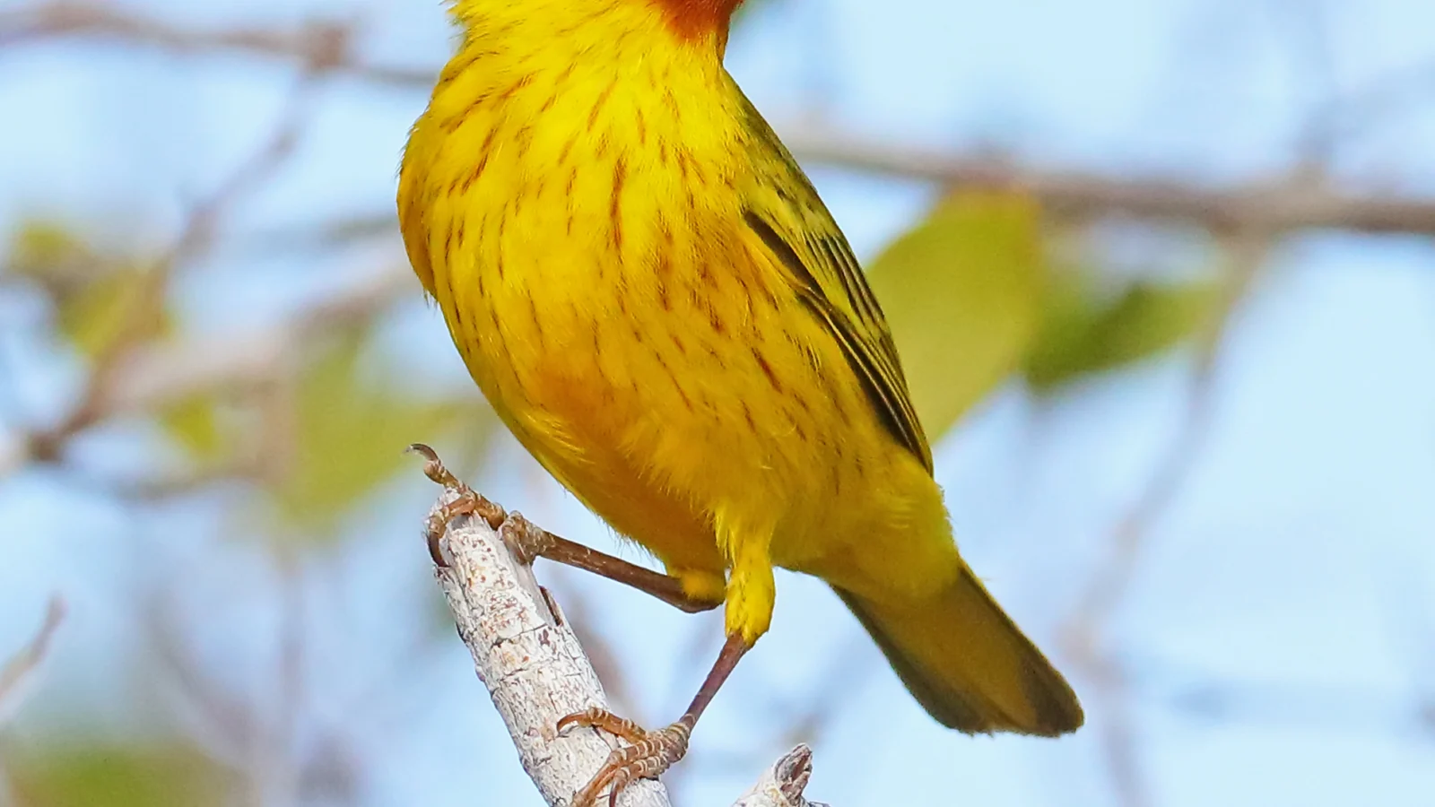 Mangrove Yellow Warbler. Photo by Greg Homel, Natural Elements Productions.